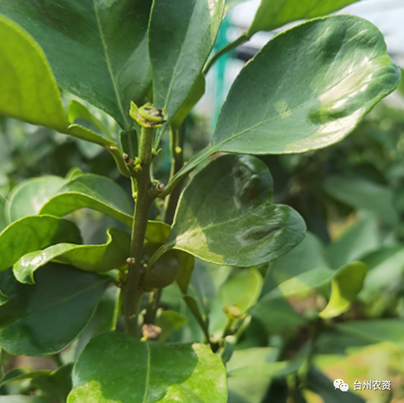 臺州農(nóng)資 臺州農(nóng)資